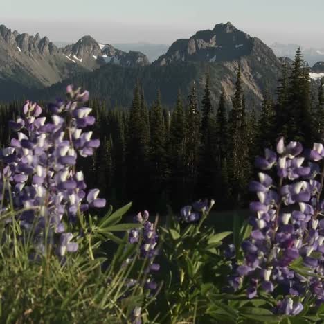 Lila-Lavendelblüten-Wachsen-Im-Pazifischen-Nordwesten