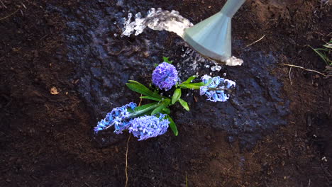 watering with a watering can recently planted lilac flowers in a recently dug garden