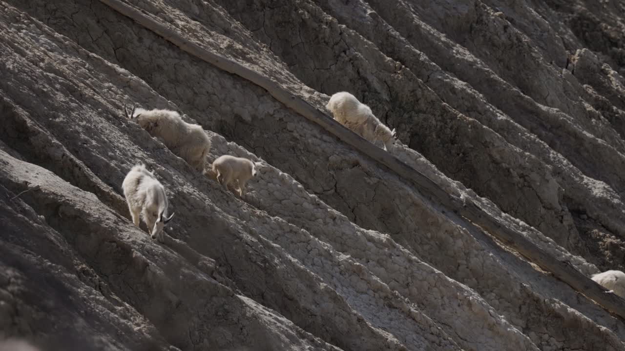 cabras de montaña en el lado de la colina en el parque nacional jasper