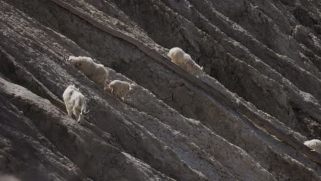 Bergziegen-Auf-Der-Seite-Des-Hügels-Im-Jasper-Nationalpark