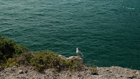 gull on cliff overlooking the ocean