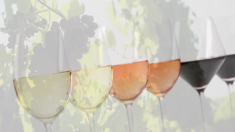 composite of glasses of white, rose and red wine over vineyard background