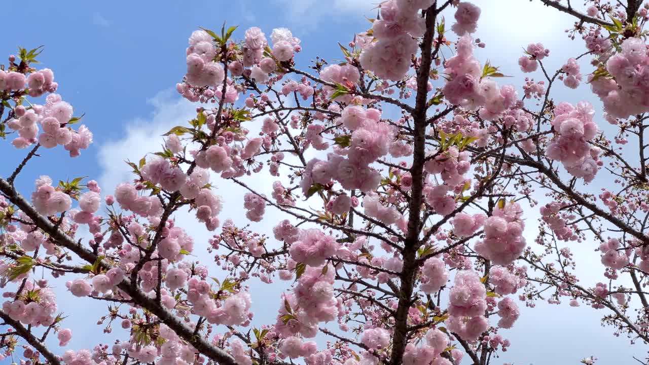 Incredibly pink vibrant Sakura cherry blossoms against blue sky