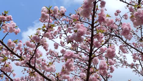 incredibly pink vibrant sakura cherry blossoms against blue sky