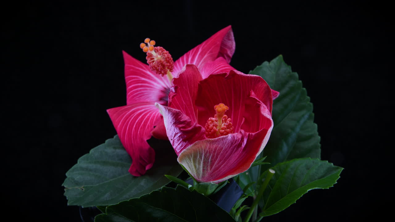 Video macro time-lapse di due fiori di ibisco rossi che sbocciano su sfondo nero
