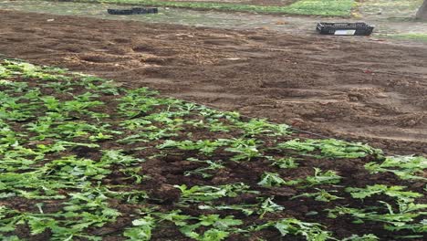 planting young greens in a garden