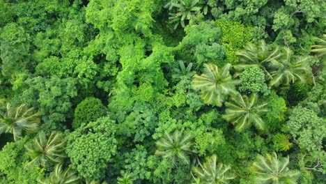 Vista-Aérea-O-Superior-Del-Bosque-Verde-Profundo-O-La-Selva-8