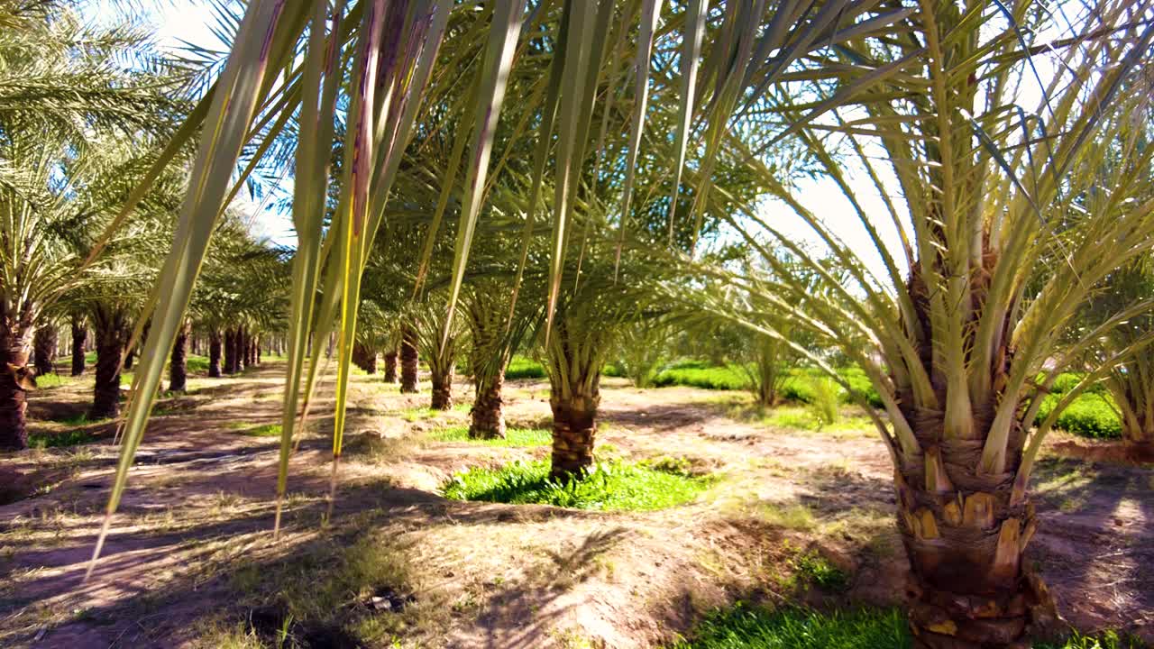 date palm plantation deglet nour in the region of biskra algeria