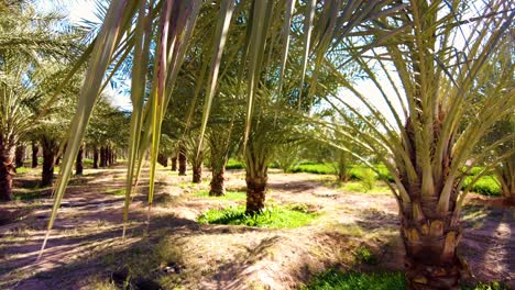 plantación de palmeras deglet nour en la región de biskra, argelia