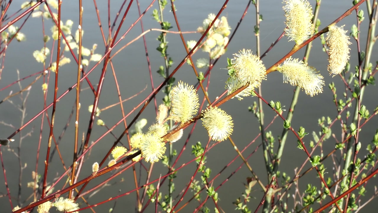 Willow flowers in springtime against a mass of willow twigs and water.