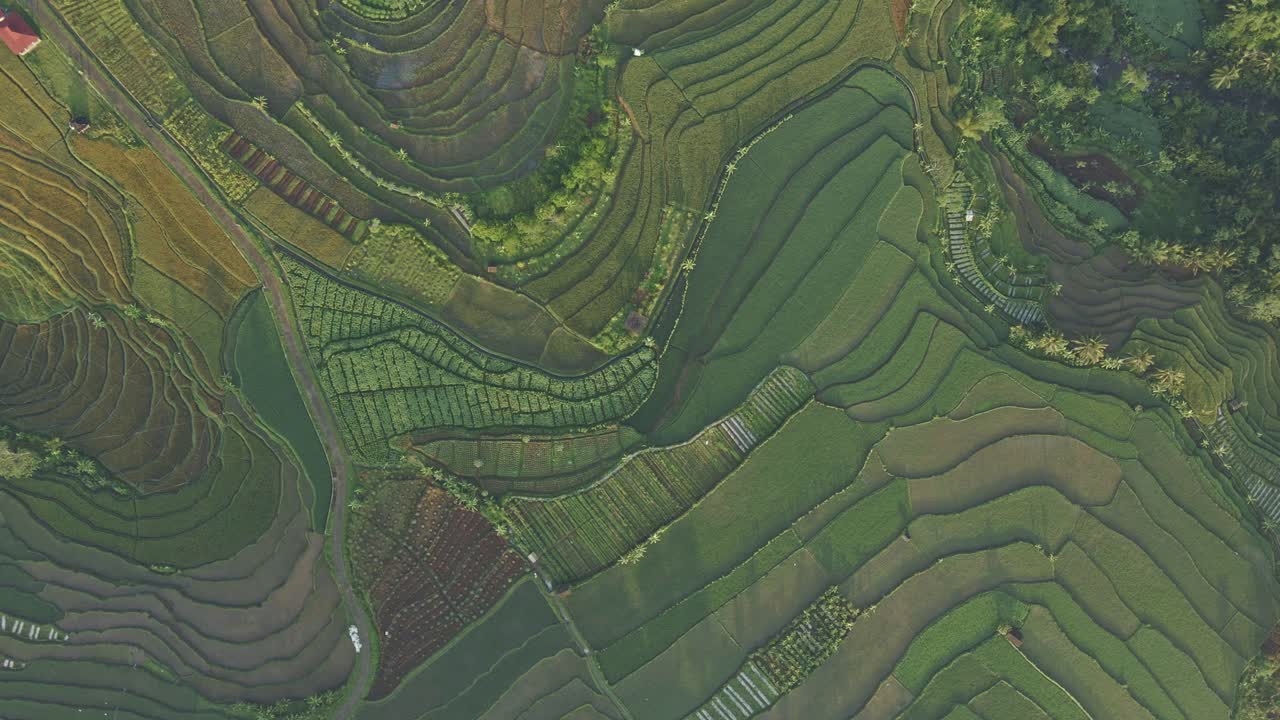 drone vuela sobre la plantación verde del campo de arroz