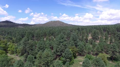 Drone-aerial-footage-of-the-pine-forest-of-the-Prescott-National-Forrest,-Prescott,-Arizona