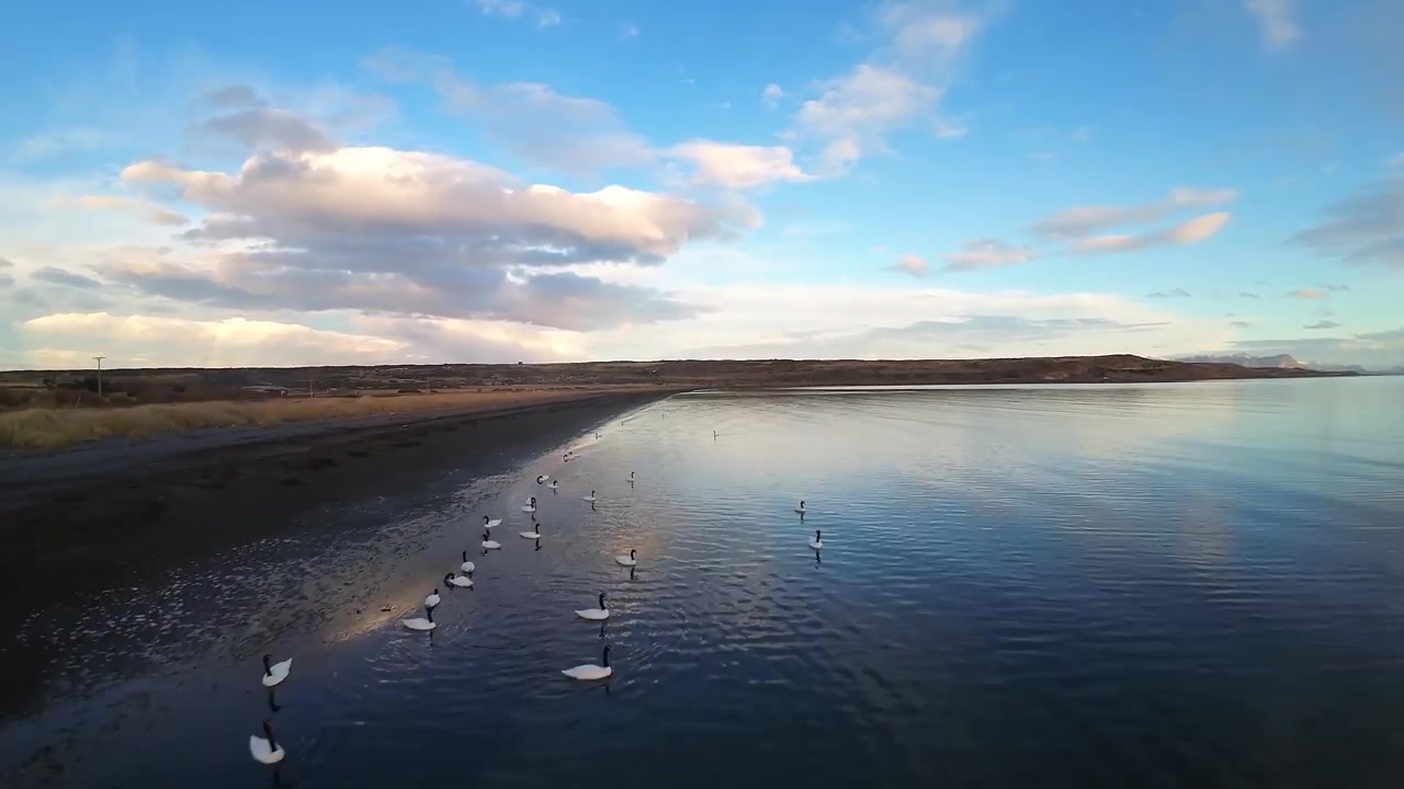 FPV-Luftaufnahme tief über einem Schwarm Schwarzhalsschwäne, die sich entlang der Gezeitenküste des Última Esperanza Fjords unter einem teilweise bewölkten Himmel in Puerto Natales, Chile, versammelt haben