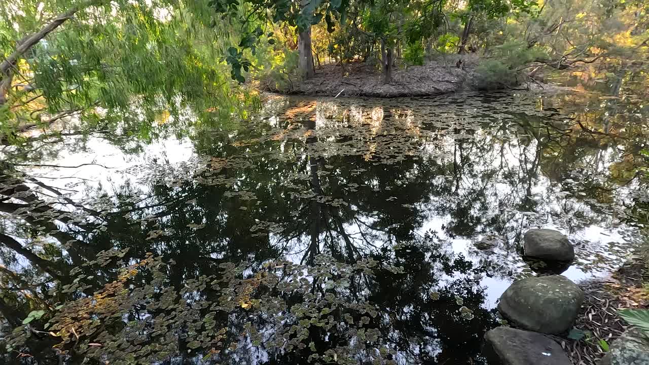나무와 하늘을 반영하는 평온한 물