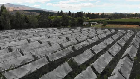 SLOWMO---Aerial---New-Zealand-cherry-orchard-with-mountains-in-background