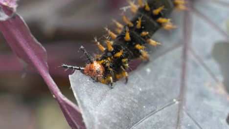 macro of wild caterpillar eating leaf of tree in wilderness during summertime,4k - large tortoiseshell or nymphalis polychloros butterfly