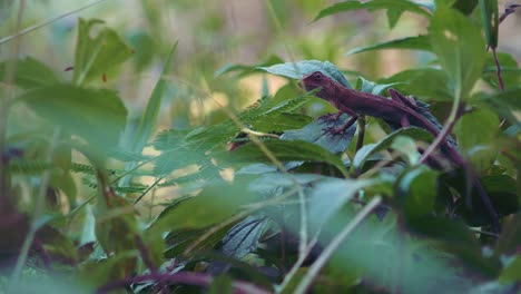 Lizard-Relaxing-on-Leaves-in-the-Undergrowth