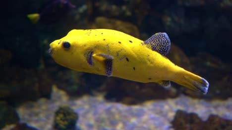 arothron meleagris, comúnmente conocido como el puffer de guineafowl o puffer dorado,