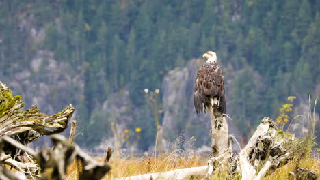 Bald-eagle-perched-on-fallen-tree-stump,-looking-around