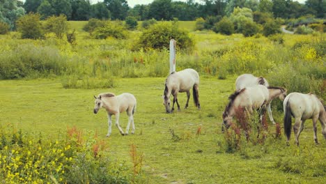 group of horses are eating grass together