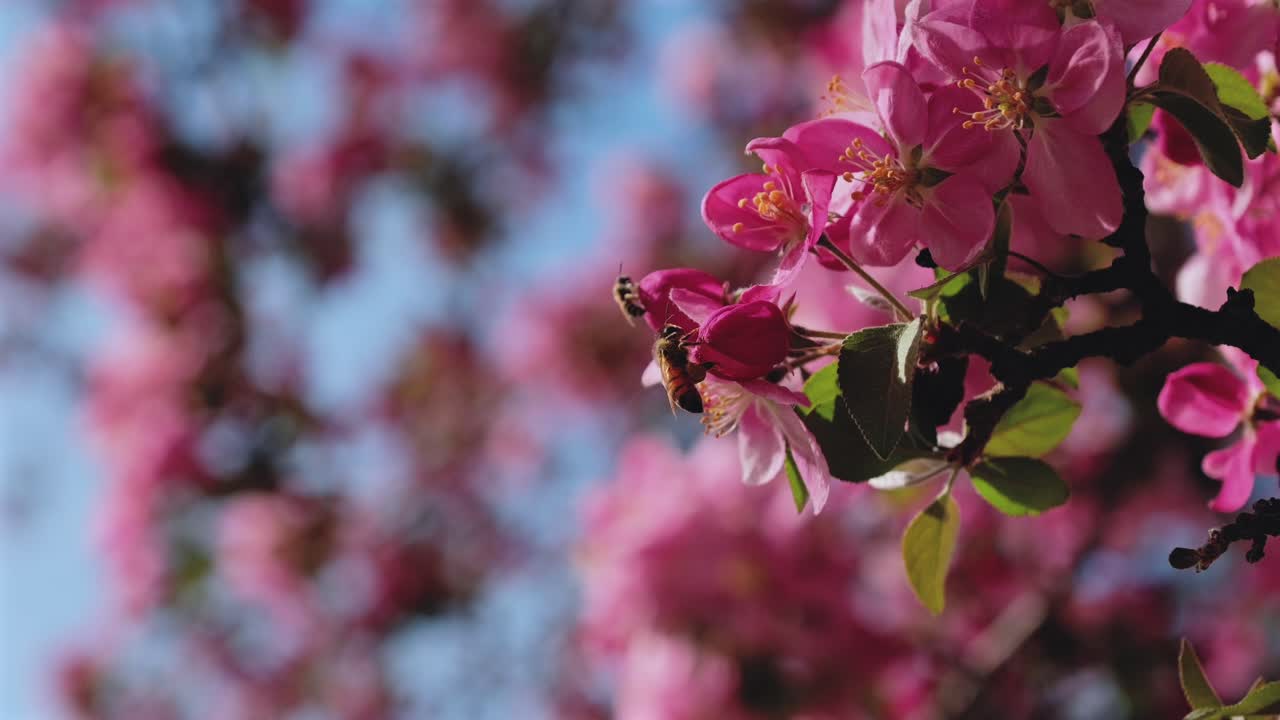 Macro slow motion video showing a honey bee landing on a vibrant pink spring blossom while a second bee flies towards another flower in the out of focus background
