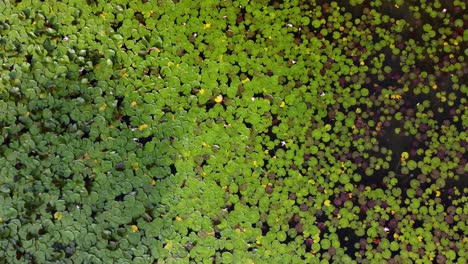 Seerosen-Vom-Himmel-Oben-|-Blick-Aus-Der-Vogelperspektive-Nach-Unten-|-Hineinzoomen-|-Blühende-Blumen-|-Sommerlilienpads-|-Drohnenaufnahme-Aus-Der-Luft-|-Ort:-Kaloya-Park,-Kalamalka-See,-Oyama-B