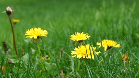 flores amarillas de diente de león en el césped