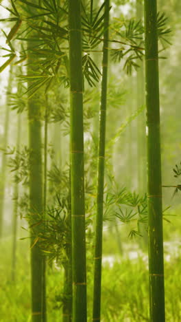 a serene bamboo forest with sunlight filtering through the trees