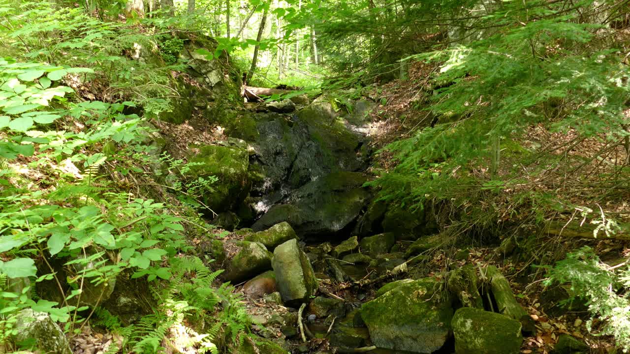 숲에 작은 폭포가 있는 강