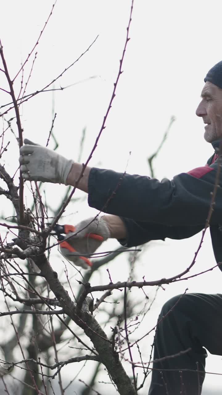 Man pruning a tree in winter