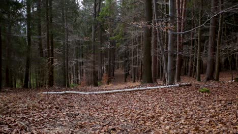 árbol caído en medio de un sendero cubierto de hojas caídas, en un bosque de otoño