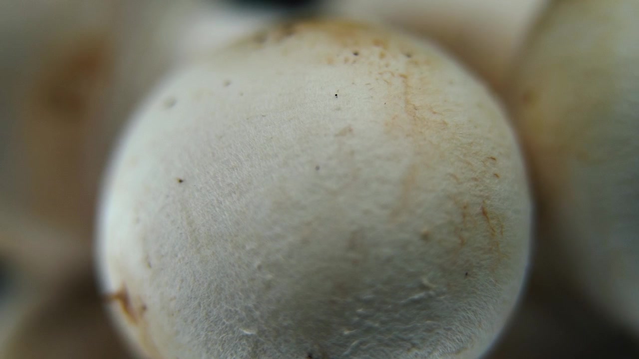 Video macro di un mucchio di funghi, enormi champignon crudi, cappelli bianchi, su un supporto rotante, movimento fluido, slow motion 120 fps. Illuminazione da studio, Full HD