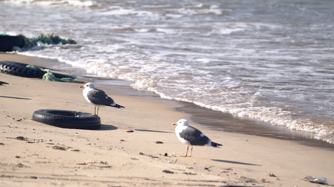 테조의 강가에서 갈매기와 함께 모래에 부서지는 파도