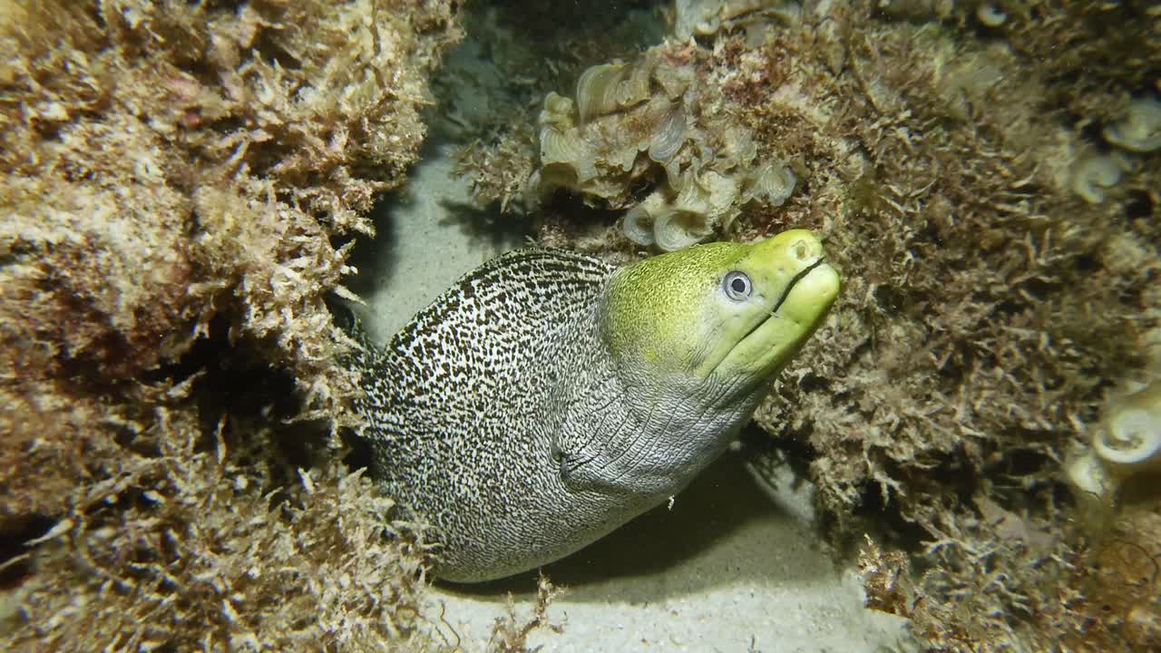 Fimbriated moray eel underwater between coral rocks