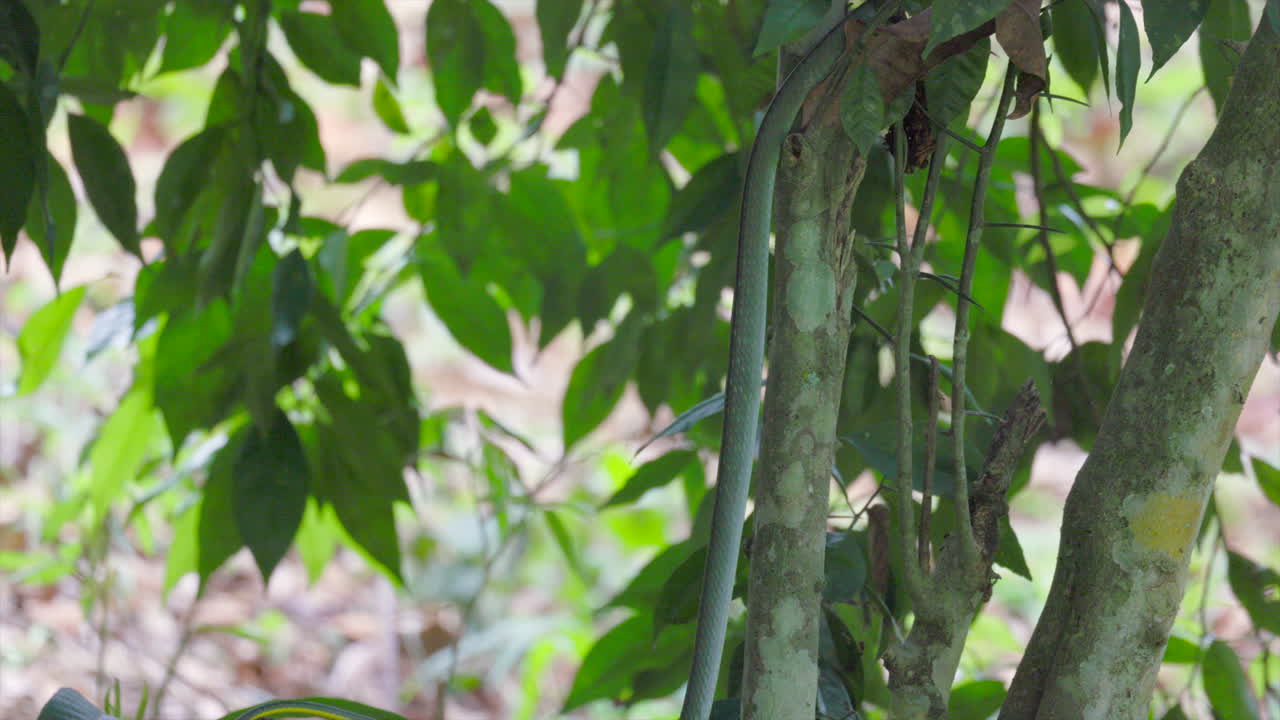 green tree snake climbing tropical jungle rainforest tree