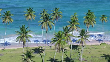 coconut trees along exotic beach. aerial drone lateral