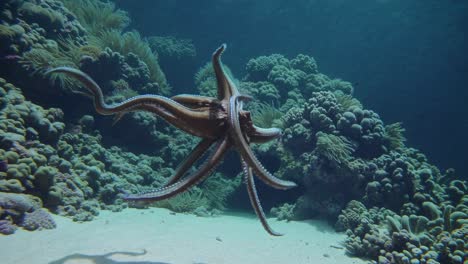 large octopus swimming gracefully over a vibrant coral reef in the clear blue ocean water, its tentacles moving fluidly through the marine environment