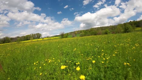 fpv flying closely over meadow and cultured agricultural land - yellow bloom