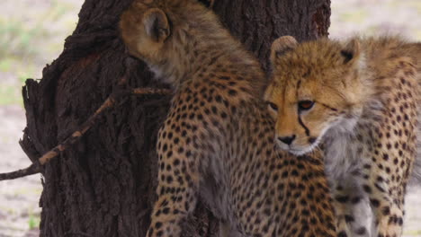 los cachorros de guepardo patean al otro cachorro mientras están tirados en el suelo en el valle del engaño, reserva de caza de kalahari, botswana