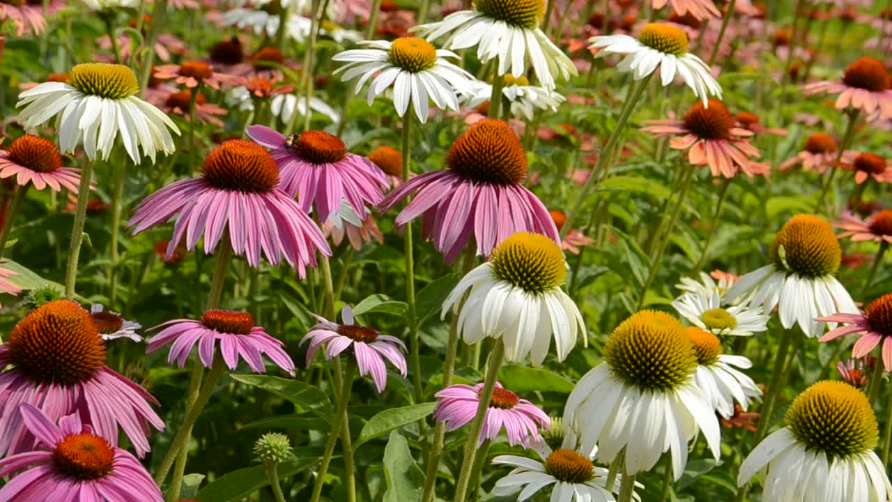 fiore