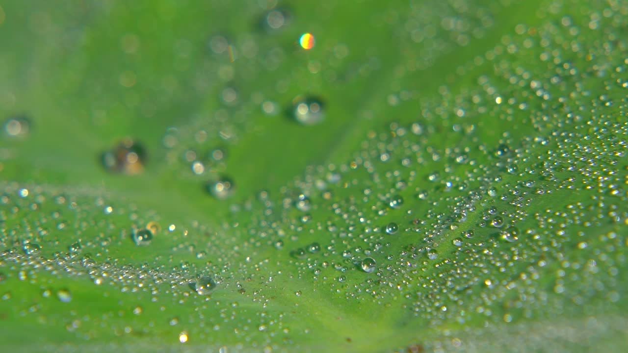 아침 이슬이 잎사귀에 떨어졌다