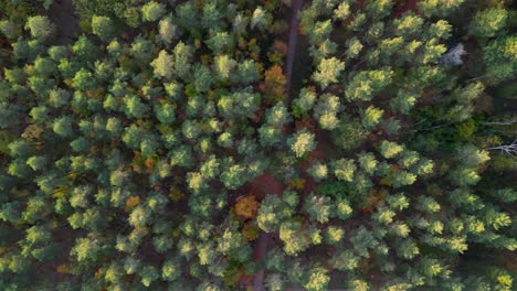 Conifer-tops-illuminated-by-sunset