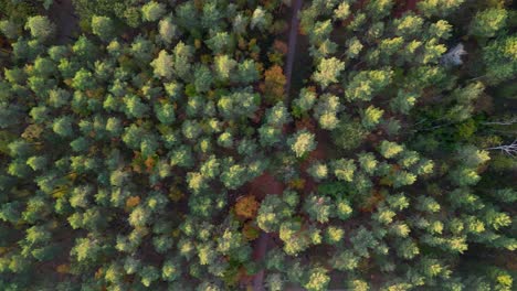 Conifer tops illuminated by sunset