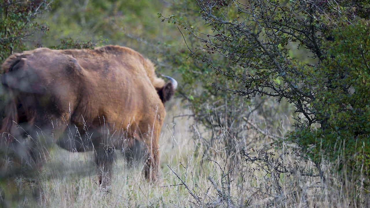 bisonte europeo pastando en una estepa seca y tupida, buscando comida, república checa