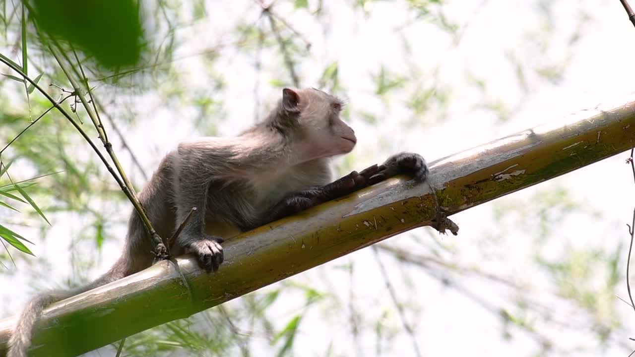 los macacos de cola larga son los monos más fáciles de encontrar en tailandia, ya que están presentes en complejos de templos, parques nacionales e incluso pueblos y ciudades