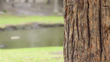 close up of tree trunk