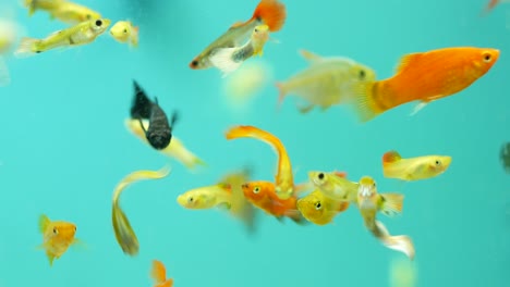 peces de colores en el acuario