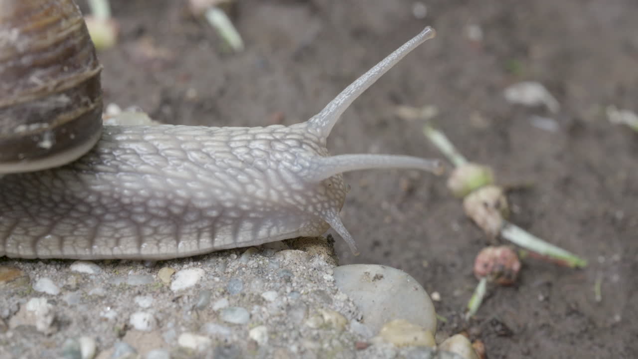 Snail crawling between soil and concrete surface