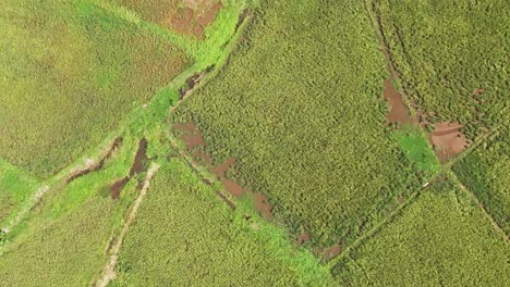 Aerial-shot-of-agricultural-fields-adjutant-to-coconut-trees