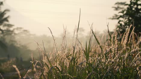 Dewy-green-grass-in-the-morning